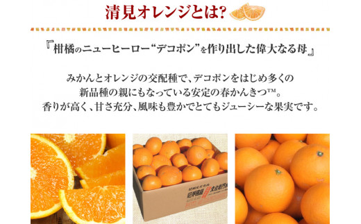 清見オレンジ約5kg / 果実サイズおまかせ ※2027年2月中旬～2027年4月下旬頃発送予定　紀伊国屋文左衛門本舗【ntb400B】