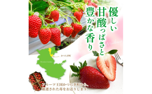 【先行予約】まりひめイチゴ4パック 食べやすいひと口サイズ M～L（15粒～20粒入×4パック）【2027年1月中旬～3月下旬頃に順次発送】（お届け日指定不可） | いちご 苺 まりひめ 和歌山 フルーツ 果物 くだもの【kgr034】
