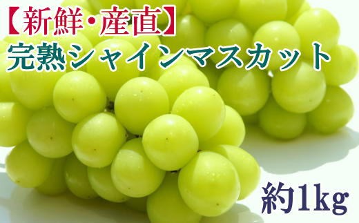 【先行予約】和歌山県産完熟シャインマスカット約1kg【2027年度発送分】 ※2027年9月上旬～2027年10月上旬頃に順次発送 ※北海道・沖縄・離島配送不可 【tecj1038】 
