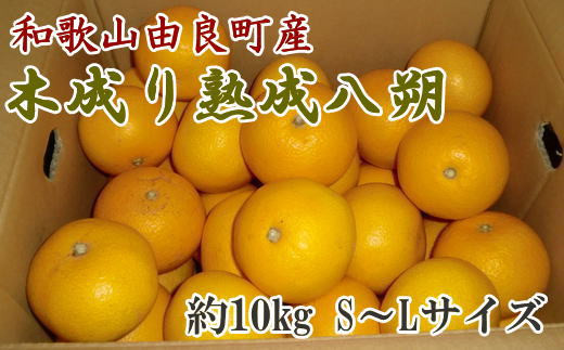 【先行予約】【産直】和歌山由良町産の木成り熟成八朔約10kg（S～Lサイズをお届け）※2027年3月中旬～2027年4月中旬頃順次発送【tec875B】