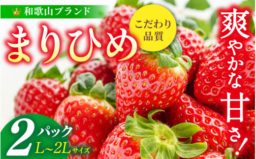 【先行予約】まりひめ いちご 12粒～15粒入り×2パック（500g）2027年1月中旬頃～2027年3月下旬頃に順次発送予定（お届け日指定不可） | いちご 苺 まりひめ 和歌山 フルーツ 果物 くだもの【kgr007B】