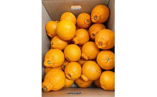 【ご家庭用訳あり】紀州有田産不知火(しらぬひ) 約8.5kg 【予約】※2027年2月中旬頃～3月中旬頃に順次発送予定(お届け日指定不可)【uot507B】