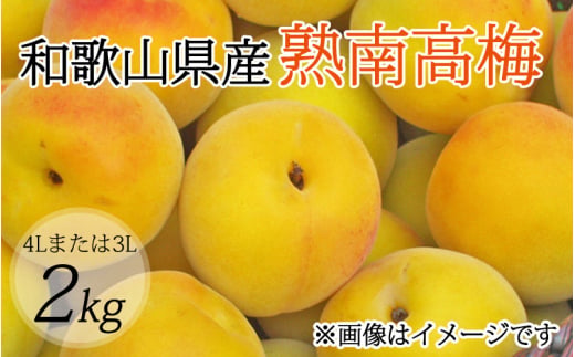 【梅干・梅酒用】（4Lまたは3L－2Kg）熟南高梅＜2027年6月上旬～7月上旬ごろに順次発送予定＞【art006B】