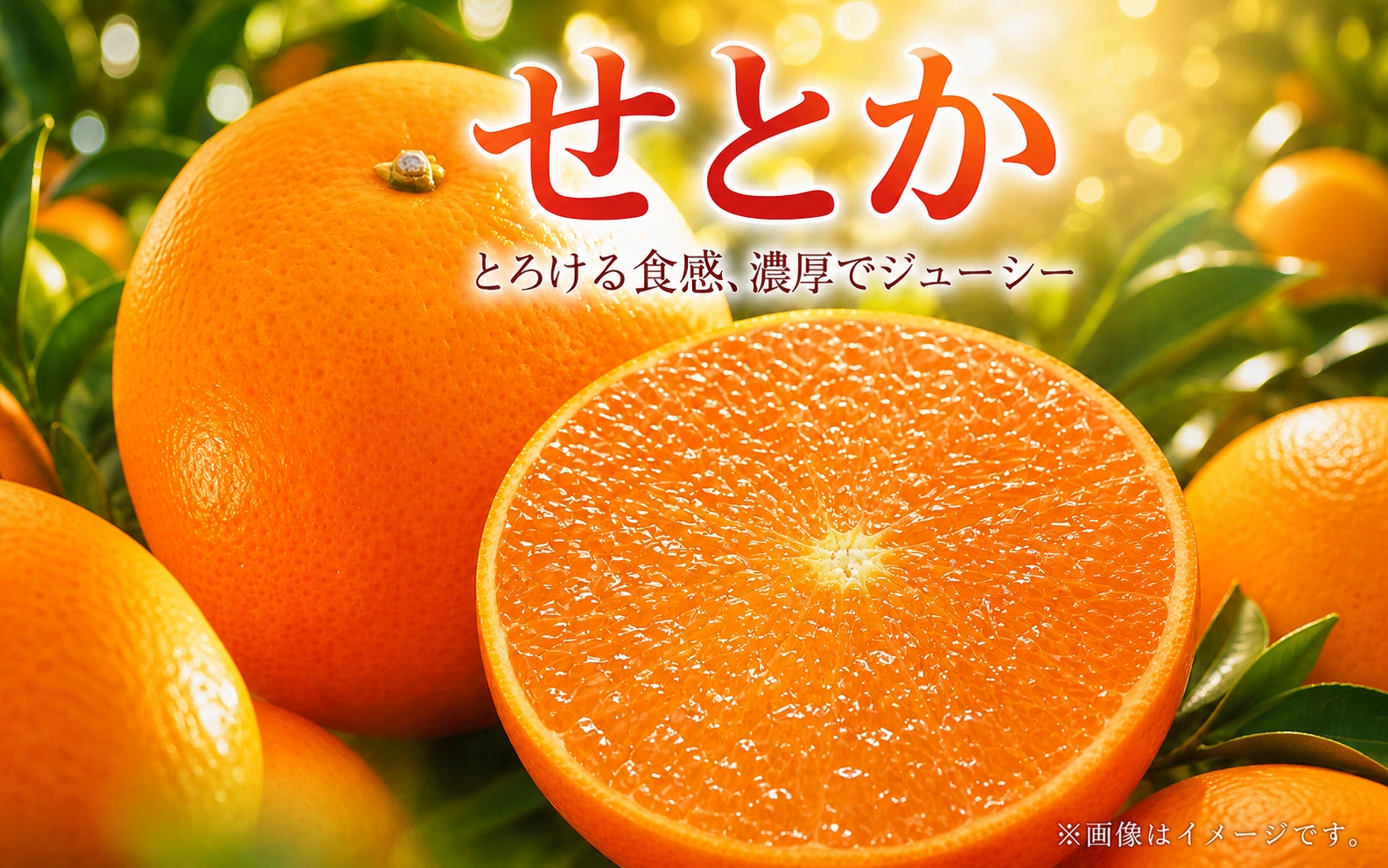 とろける食感！ジューシー柑橘　せとか　約3kg【予約】※2027年2月下旬頃～3月中旬頃発送(お届け日指定不可)【uot506B】