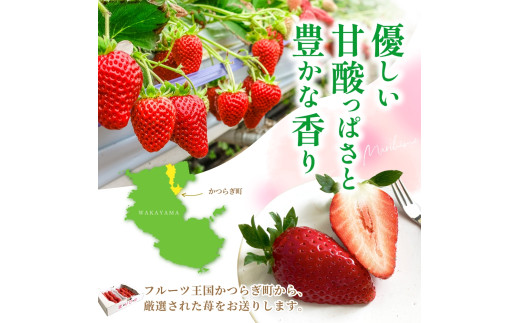 【先行予約】まりひめ いちご 12粒～15粒入り×2パック（500g）2027年1月中旬頃～2027年3月下旬頃に順次発送予定（お届け日指定不可） | いちご 苺 まりひめ 和歌山 フルーツ 果物 くだもの【kgr007B】