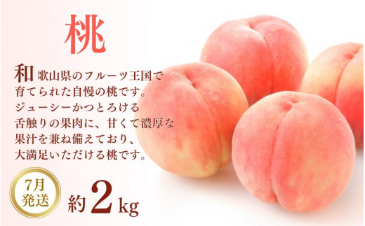 【3か月定期便】和歌山産フルーツ定期便！人気の桃・梨・ピオーネ　旬のフルーツを毎月お届け♪