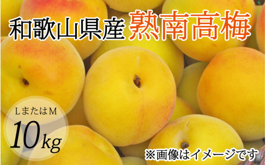 【梅干・梅酒用】（LまたはM－10Kg）熟南高梅＜2027年6月上旬～7月上旬ごろに順次発送予定＞【art013B】