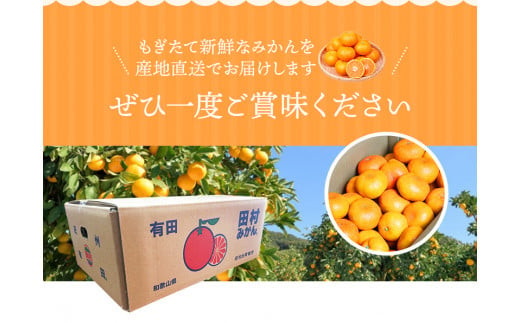 高級ブランド田村みかん　10kg【予約】※2026年11月下旬～2027年1月下旬頃に順次発送予定(お届け日指定不可)