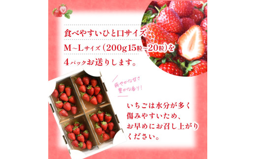 【先行予約】まりひめイチゴ4パック 食べやすいひと口サイズ M～L（15粒～20粒入×4パック）【2027年1月中旬～3月下旬頃に順次発送】（お届け日指定不可） | いちご 苺 まりひめ 和歌山 フルーツ 果物 くだもの【kgr034】