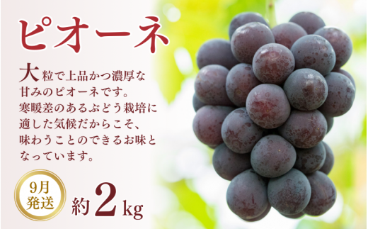 【3か月定期便】和歌山産フルーツ定期便！人気の桃・梨・ピオーネ　旬のフルーツを毎月お届け♪