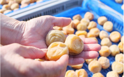 梅干し 無添加 完熟南高梅 1.25kg 塩分約20％ 数量限定 サイズ混合 高評価 ご家庭用 梅干 梅 うめ ウメ 梅干 白干 白干し 白梅 白梅干し 人気 健康 ご飯のお供 お取り寄せ 予約 和歌山県 北山村【最短翌日～3営業日以内に発送予定】【njb647-1A】
