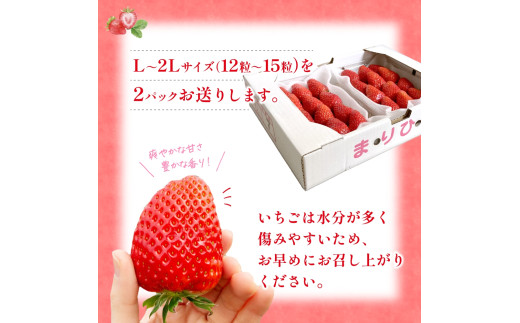 【先行予約】まりひめ いちご 12粒～15粒入り×2パック（500g）2027年1月中旬頃～2027年3月下旬頃に順次発送予定（お届け日指定不可） | いちご 苺 まりひめ 和歌山 フルーツ 果物 くだもの【kgr007B】