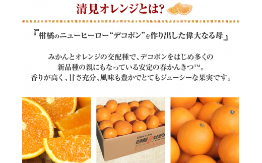 田村産清見オレンジ[約4.5kg]湯浅町田村産春みかん(果実サイズおまかせ)/紀伊国屋文左衛門本舗　※2027年3月中旬～4月下旬頃発送予定【ntb492A】