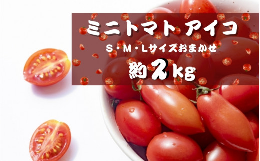 ミニトマト アイコ (松トマト） 約2kg（S・M・Lサイズおまかせ）【1月発送】【sml131B-1】