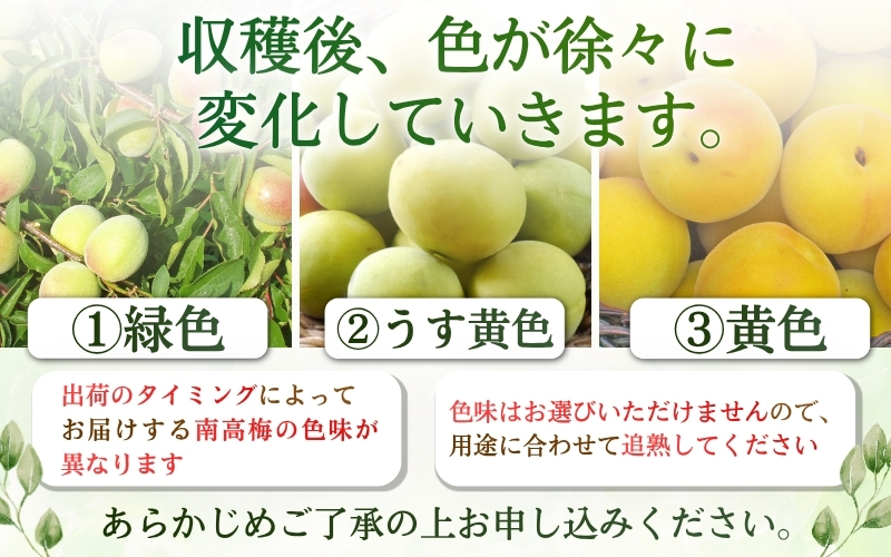 【梅干・梅酒用】紀州和歌山県産 熟南高梅 生うめ 優品 約３kg (S、Mサイズおまかせ)+3%増量＜2027年6月下旬～7月上旬発送予定＞/ 梅干し 梅酒 ウメシロップ ジュース ジャム他 紀州熟南高梅 青梅 黄梅 朝採り フルーツ 果物 くだもの 食品 人気 おすすめ 【クール便送料無料】【art043】