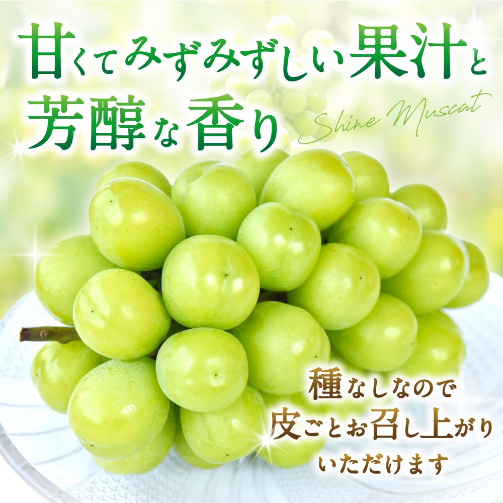 【先行予約】朝摘み シャインマスカット 秀品 2房（約1.2kg）こだわり農家厳選！【2027年8月中旬から9月中旬順次発送予定】） | マスカット ぶどう ブドウ 和歌山 フルーツ 果物 くだもの【kgr035A】