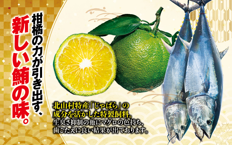 【お正月予約12月25日～29日発送】 本まぐろ トロ＆赤身セット 500g じゃばらまぐろ【nks110E-sg】