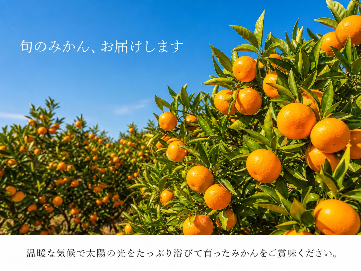 和歌山有田みかん10kg【訳ありご家庭用】2S～2Lサイズ混合【11月下旬～12月下旬頃発送予定】【uot871A】