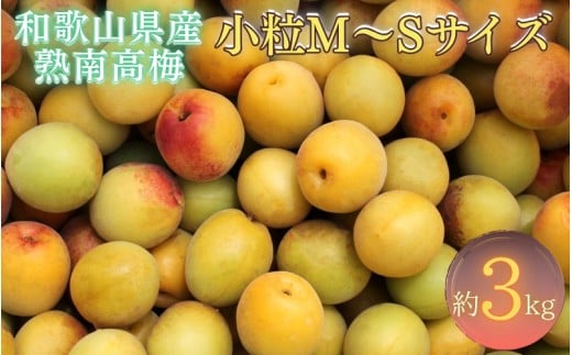 【梅干・梅酒用】紀州和歌山県産 熟南高梅 生うめ 優品 約３kg (S、Mサイズおまかせ)+3%増量＜2027年6月下旬～7月上旬発送予定＞/ 梅干し 梅酒 ウメシロップ ジュース ジャム他 紀州熟南高梅 青梅 黄梅 朝採り フルーツ 果物 くだもの 食品 人気 おすすめ 【クール便送料無料】【art043】
