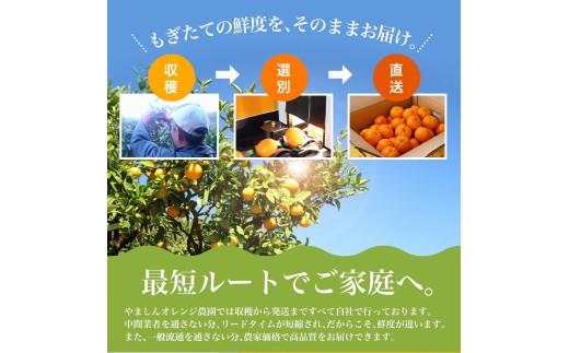 【訳あり みかん 5kg】 訳あり 有田みかん 約5kg サイズ混合 / フルーツ 果物 くだもの 柑橘 みかん ミカン オレンジ 温州ミカン みかん 名産地 甘い みかん ご家庭用 訳ありみかん 蜜柑 有機質肥料100% 有田 産地直送 ※2026年11月～2027年1月に順次発送予定（お届け日指定不可）※北海道・沖縄・離島への配送不可【nuk161E】