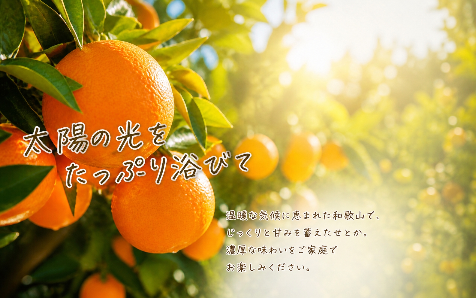 【ご家庭用訳あり】紀州和歌山産　せとか　約５ｋｇ 2027年2月中旬頃～3月中旬頃発送　【先行予約】【みかん】 【uot748】