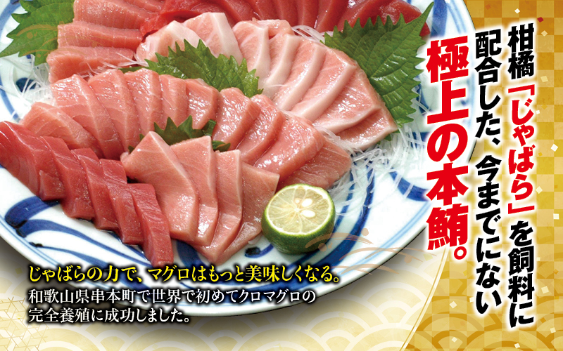【お正月予約12月25日～29日発送】 本まぐろ トロ＆赤身セット 500g じゃばらまぐろ【nks110E-sg】