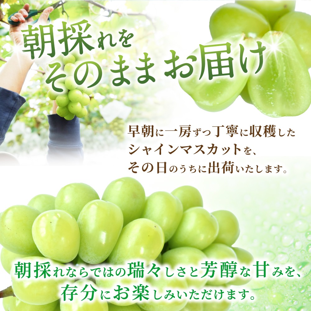 【先行予約】朝摘み シャインマスカット 秀品 2房（約1.2kg）こだわり農家厳選！【2027年8月中旬から9月中旬順次発送予定】） | マスカット ぶどう ブドウ 和歌山 フルーツ 果物 くだもの【kgr035A】