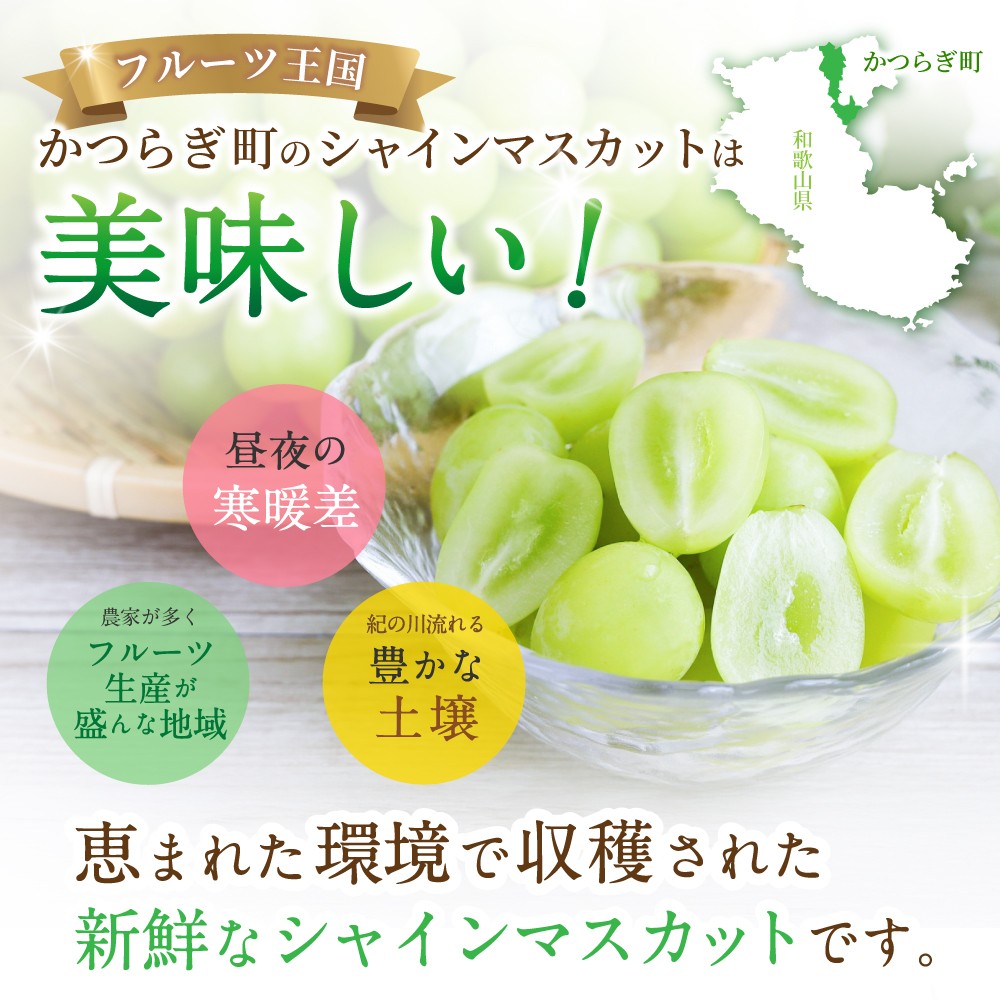 【先行予約】朝摘み シャインマスカット 秀品 2房（約1.2kg）こだわり農家厳選！【2027年8月中旬から9月中旬順次発送予定】） | マスカット ぶどう ブドウ 和歌山 フルーツ 果物 くだもの【kgr035A】