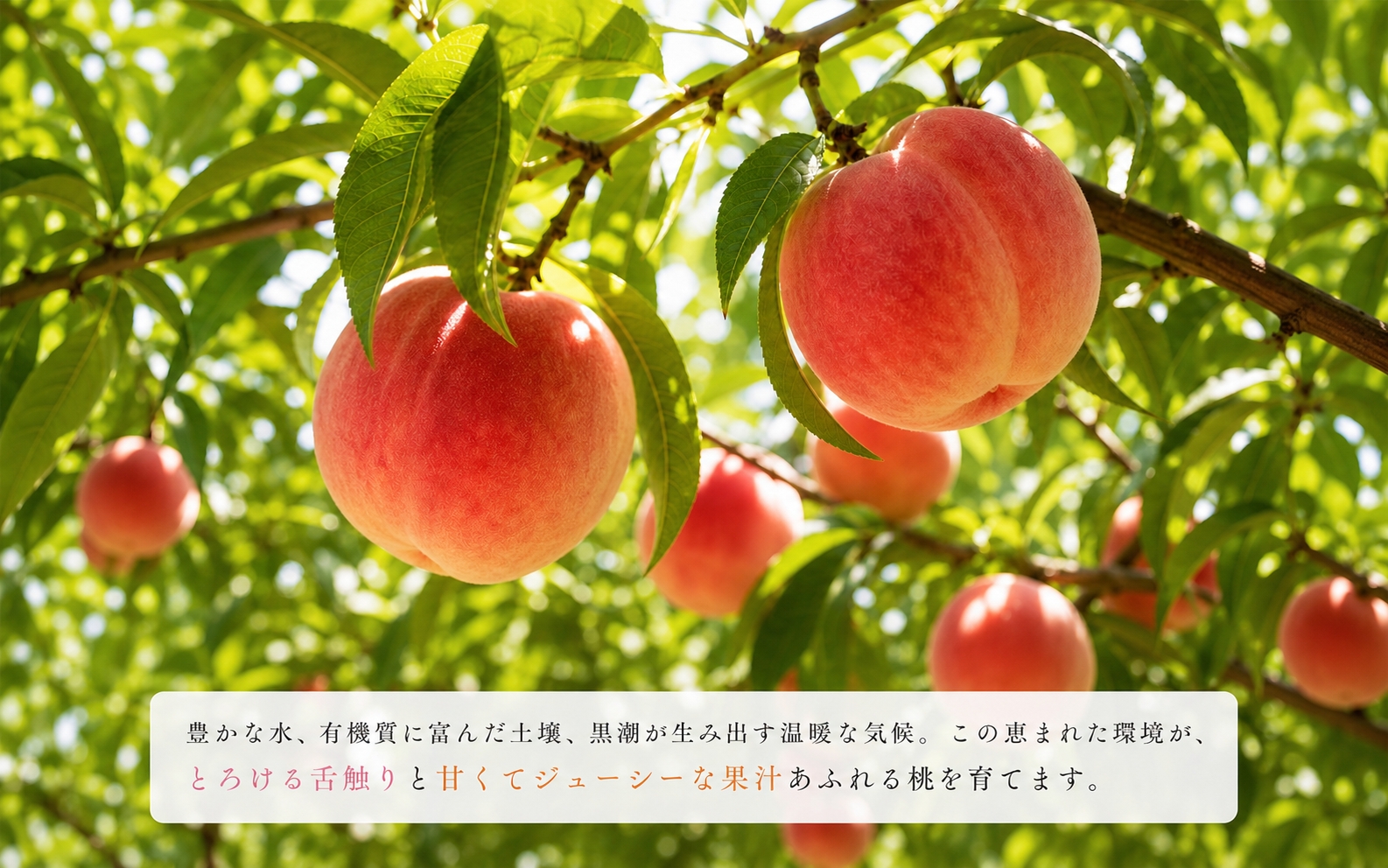 紀州和歌山産の桃　約1.8kg　化粧箱入	※2027年6月下旬頃～8月上旬頃順次発送（お届け日指定不可）【uot720A-2】