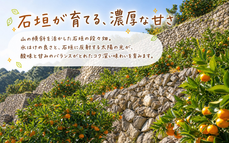 有田の小粒みかん5kg　(S～3Sサイズ混合) ※2026年11月下旬～2027年1月下旬頃に順次発送予定 / みかん ミカン 蜜柑 温州みかん 柑橘 フルーツ 果物 くだもの 和歌山【uot845】 