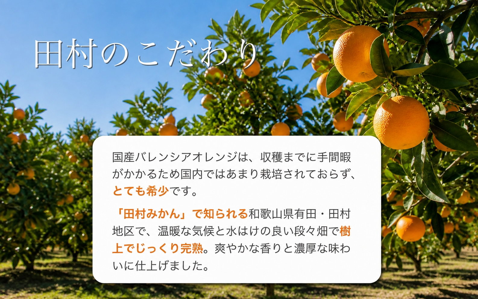 秀品　田村のバレンシアオレンジ　約7kg　※2027年6月下旬頃～7月上旬頃 順次発送予定【uot872A】