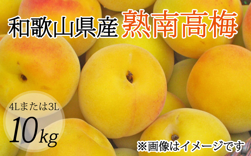 【梅干・梅酒用】（4Lまたは3L－10kg）熟南高梅＜2027年6月上旬～7月上旬ごろに順次発送予定＞【art007C】
