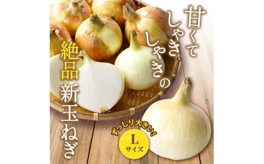 和歌山県産新玉ねぎ約10kg　Lサイズ 約25個入り　こだわり農家厳選！【2027年4月末頃〜2027年6月中旬にかけて順次発送】人気 おすすめ たまねぎ 玉ねぎ 玉葱 タマネギ オニオン スープ サラダ 国産 野菜 新鮮 ビッグサイズ 大きい BBQ【kgr033】
