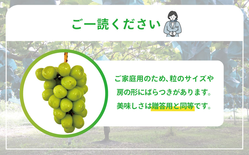【2026年発送】 ぶどう シャイン マスカット 2kg 3～4房 糖度18度以上 種なし シャインマスカット 訳あり 家庭用 岡山 景山ぶどう園