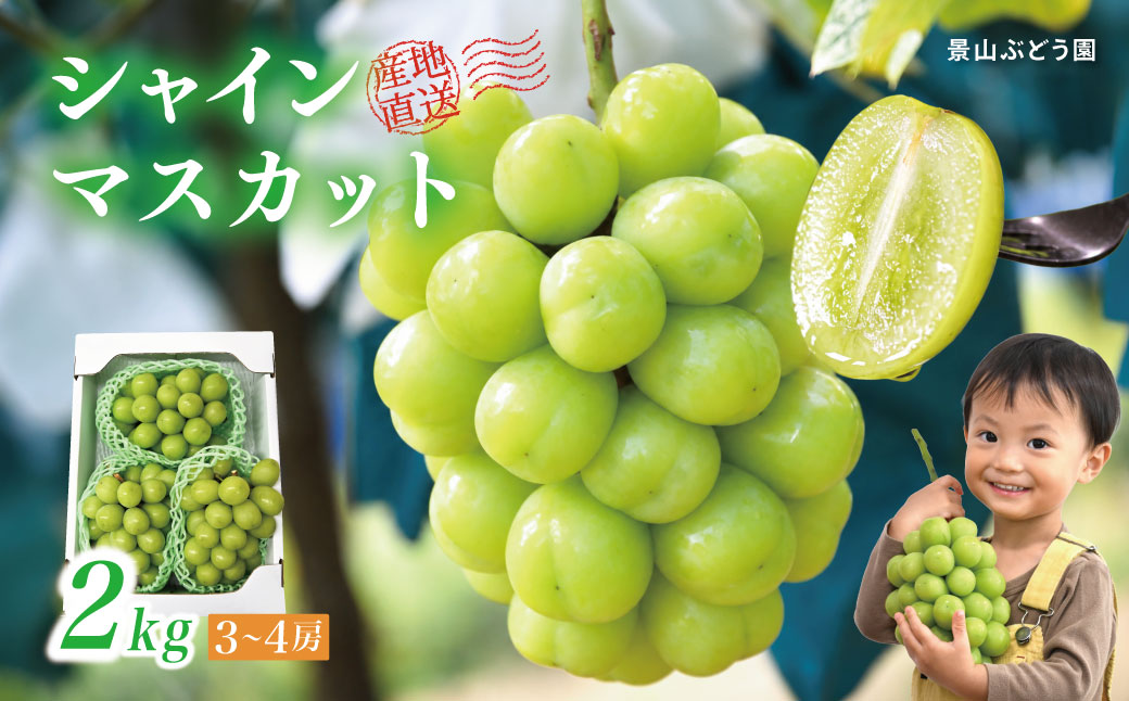 【2026年発送】 ぶどう シャイン マスカット 2kg 3～4房 糖度18度以上 種なし シャインマスカット 訳あり 家庭用 岡山 景山ぶどう園