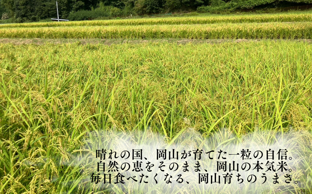 先行予約 令和8年産 新米 岡山県産米10㎏(あきたこまち）| 岡山県産米 10kg あきたこまち お米 玄米 国産米 ごはん 米 人気品種 10キロ 産地直送 家庭用 お取り寄せ