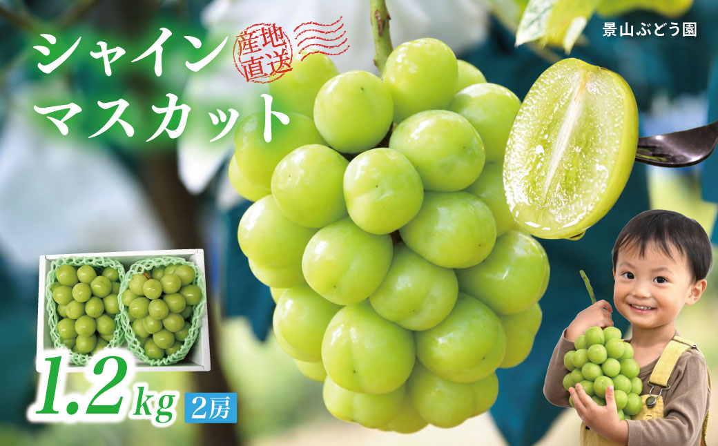 【2026年発送】 ぶどう シャイン マスカット 1.2kg 2房 糖度18度以上 シャインマスカット 種なし 訳あり 家庭用 岡山 景山ぶどう園