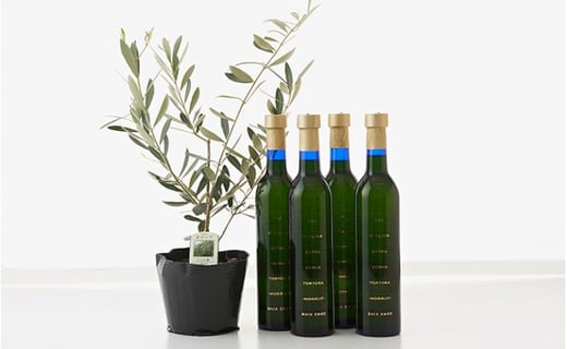 EXV.オリーブオイル　トルトサ1本入箱×4セット＆オリーブの苗木セット