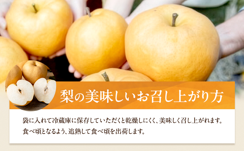 梨 2026年 備前横綱梨（あたご梨）3玉（1玉1～1.4kg）贈答箱【11月下旬～12月中旬頃発送】 ナシ なし 岡山県産 国産 フルーツ 果物 ギフト 石原果樹園 