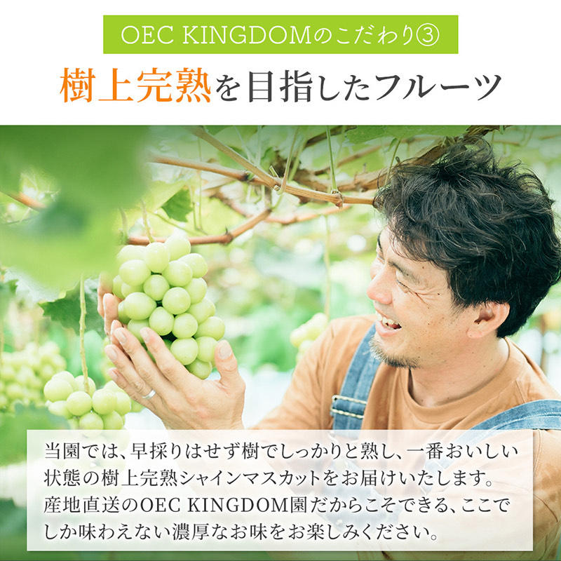 ぶどう 2026年 先行予約 シャインマスカット 2房(1kg以上)  贈答クラス ブドウ 葡萄 岡山県産 国産 フルーツ 果物 ギフト OEC KINGDOM ぶどう家 果物類