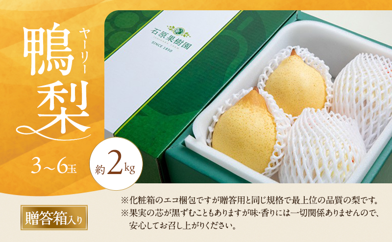 梨 2026年 先行予約 鴨梨（ヤーリー）3～6玉 合計約2kg 贈答箱【11月下旬～12月中旬頃発送】 ナシ なし 岡山県産 国産 フルーツ 果物 ギフト 石原果樹園 
