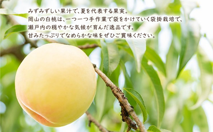桃 【 2027年 先行予約 】 岡山県産 白麗 （ 白桃 ） 約2kg（6～7玉） 《2027年8月上旬～中旬頃出荷》 白桃 岡山 はくとう フルーツ 果物 先行予約 数量限定 期間限定 里庄町 モモ もも 