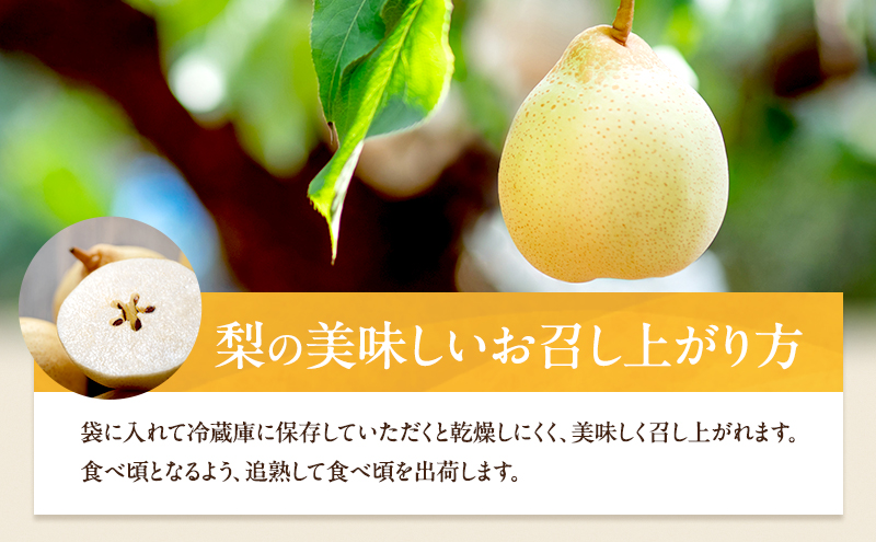 梨 2026年 先行予約 備前乙女梨（鴨梨） 5～6玉 合計約3kg【11月下旬～12月中旬頃発送】 ナシ なし 岡山県産 国産 フルーツ 果物 ギフト 石原果樹園 