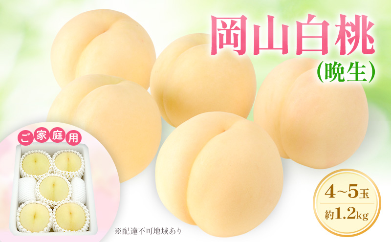 もも 2027年 先行予約 【ご家庭用】 岡山白桃 エース (晩生) 4～5玉 約1.2kg  (8月中旬～8月下旬出荷予定)