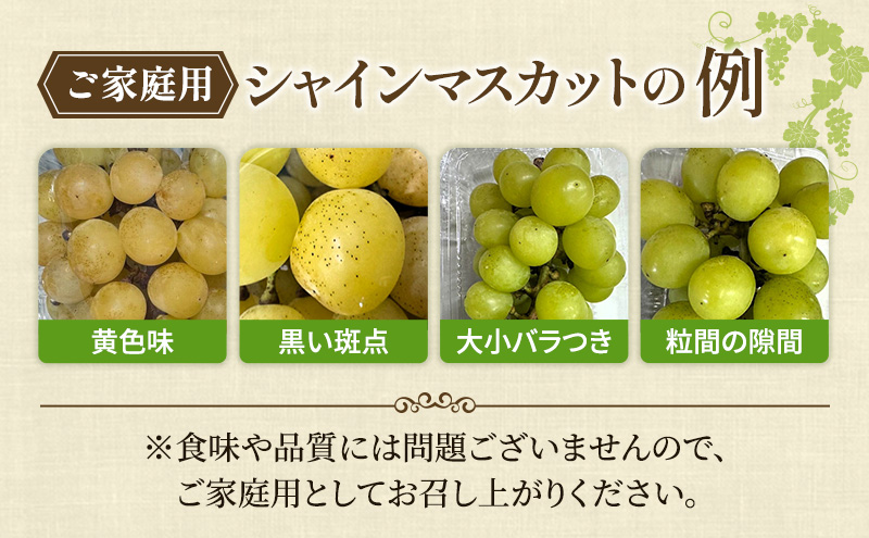 ぶどう 2026年 先行予約 【平均糖度20度】農家こだわりの シャインマスカット ご家庭用パック 合計約800g ブドウ 葡萄 岡山県産 国産 フルーツ 果物 ギフト 【 Nini farm 農家 直送 】