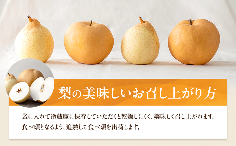 梨 2026年 先行予約 ご家庭用 鴨梨（ヤーリー） 6～13玉入り 約4kg 化粧箱【11月下旬～12月中旬頃発送】 ナシ なし 岡山県産 国産 フルーツ 果物 石原果樹園 家庭用 