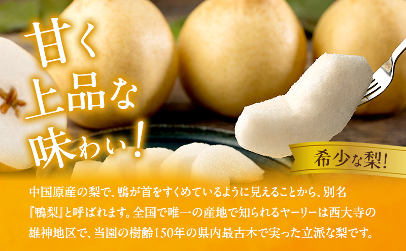 梨 2026年 先行予約 鴨梨（ヤーリー）3～6玉 合計約2kg 贈答箱【11月下旬～12月中旬頃発送】 ナシ なし 岡山県産 国産 フルーツ 果物 ギフト 石原果樹園 