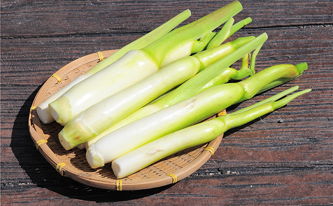里庄 まこもたけ （3.6kg）【2026年10月上旬～2027年1月上旬出荷】 野菜 マコモダケ マコモ 中華料理 天ぷら 高級食材 送料無料 里庄町