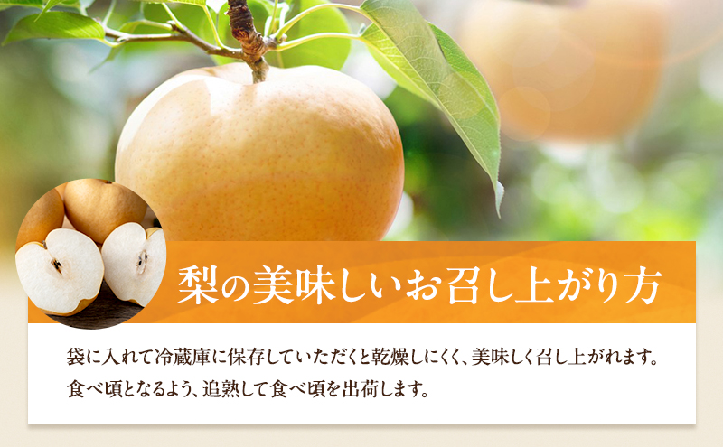 梨 2026年 先行予約 ご家庭用 あたご梨 3～9玉入り約4kg 化粧箱【11月下旬～12月中旬頃発送】 ナシ なし 岡山県産 国産 フルーツ 果物 石原果樹園 
