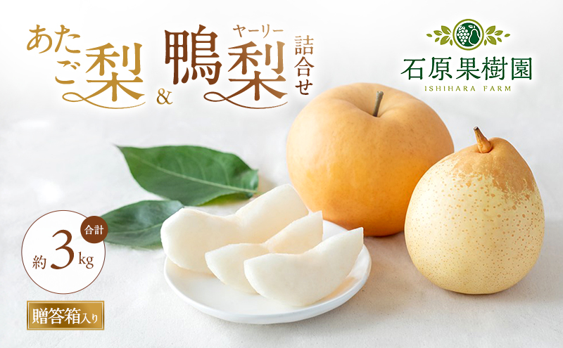 梨 2026年 先行予約 あたご梨・鴨梨（ヤーリー）詰合せ 合計約3kg あたご1～3玉 鴨梨3～5玉 贈答箱【11月下旬～12月中旬頃発送】 ナシ なし 岡山県産 国産 フルーツ 果物 ギフト 石原果樹園 